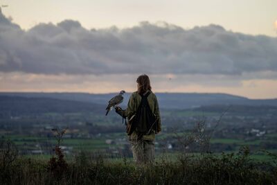 A woman holds a hawk while looking out at a distant view