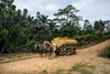 Two horses pull a fuel tanker on a track in a rainforest 