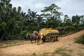 Two horses pull a fuel tanker on a track in a rainforest 