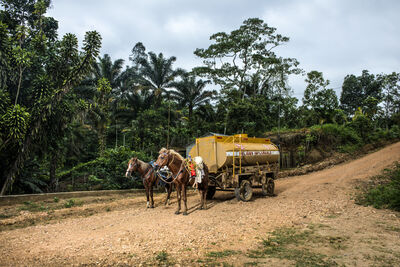 Two horses pull a fuel tanker on a track in a rainforest 