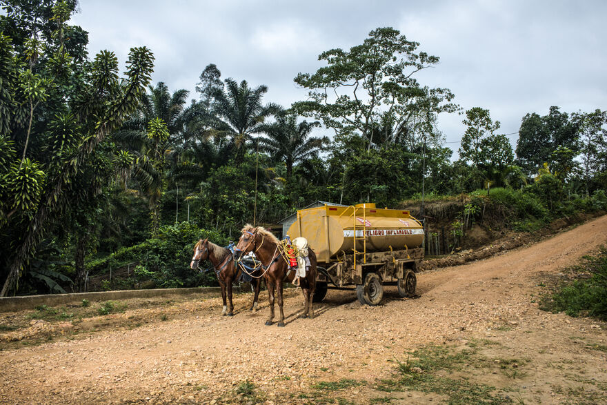 Two horses pull a fuel tanker on a track in a rainforest 