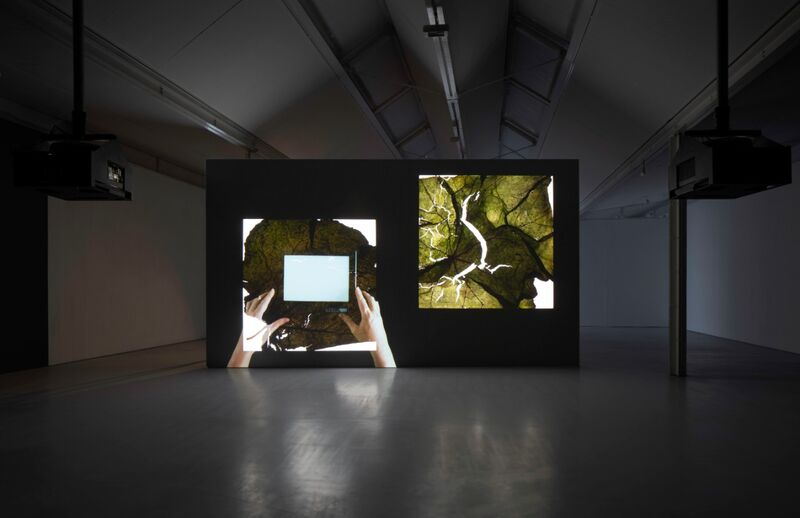 A still from Stuart Whipps' exhibition shows leaves under a microscope.