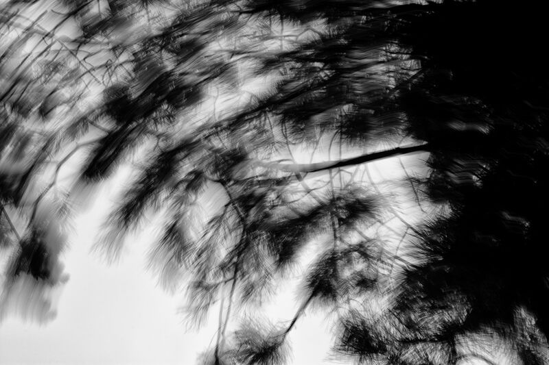 Black and white photograph of tree branches moving