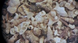 Shells
