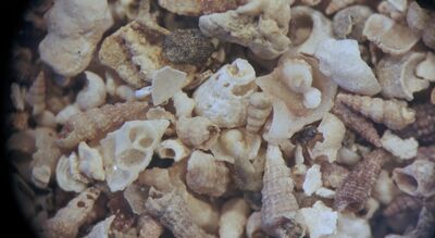 Shells