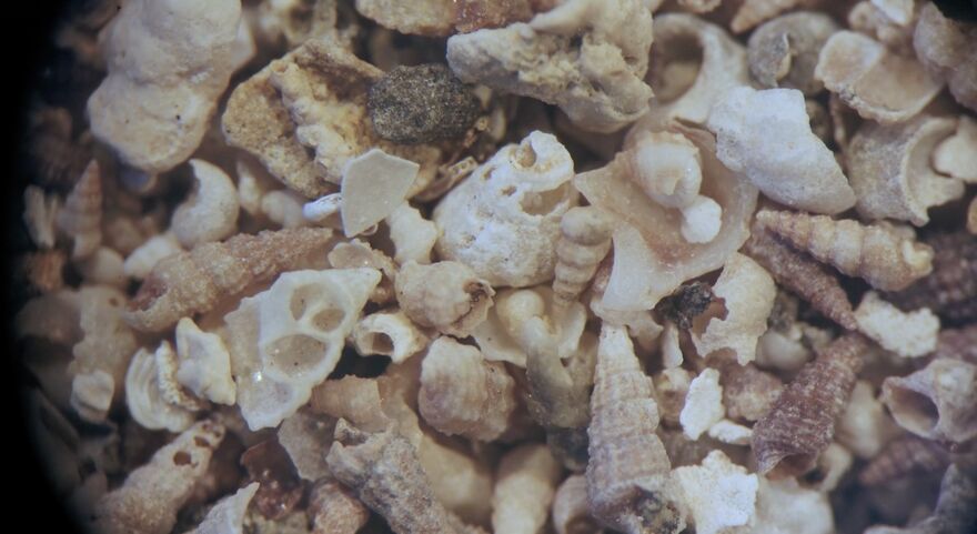 Shells