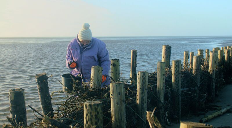 A lady in a large purple coat and a hat wades in the water next to a pier made out of logs.