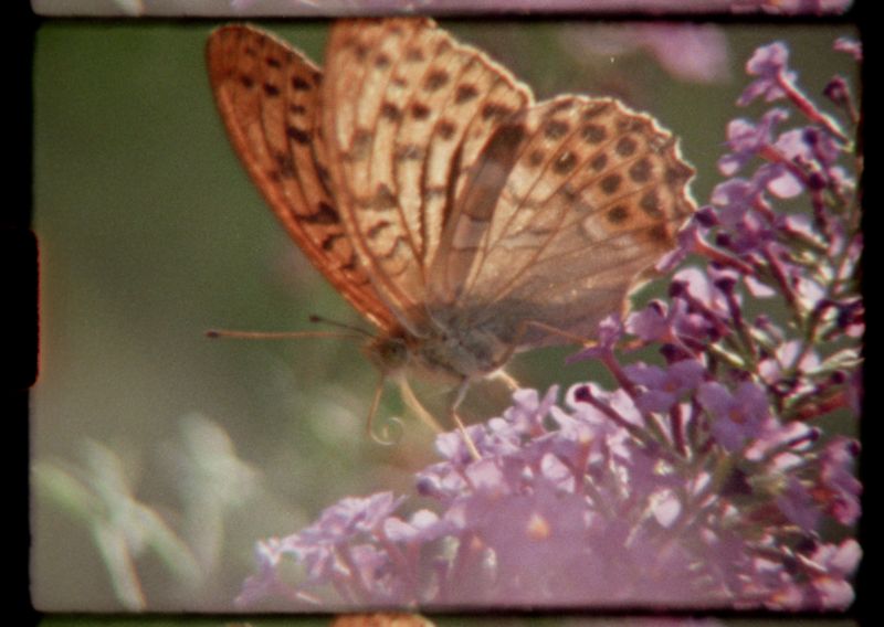 A super 8 film still of a butterfly