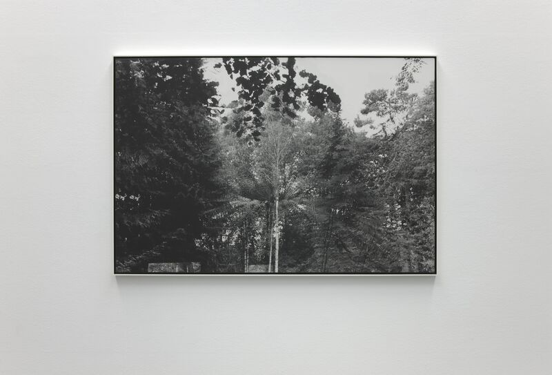 A framed, black and white photograph of trees at Nina Rhode's exhibition.