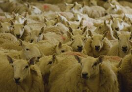 Shorn sheep