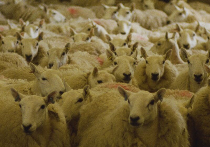Shorn sheep