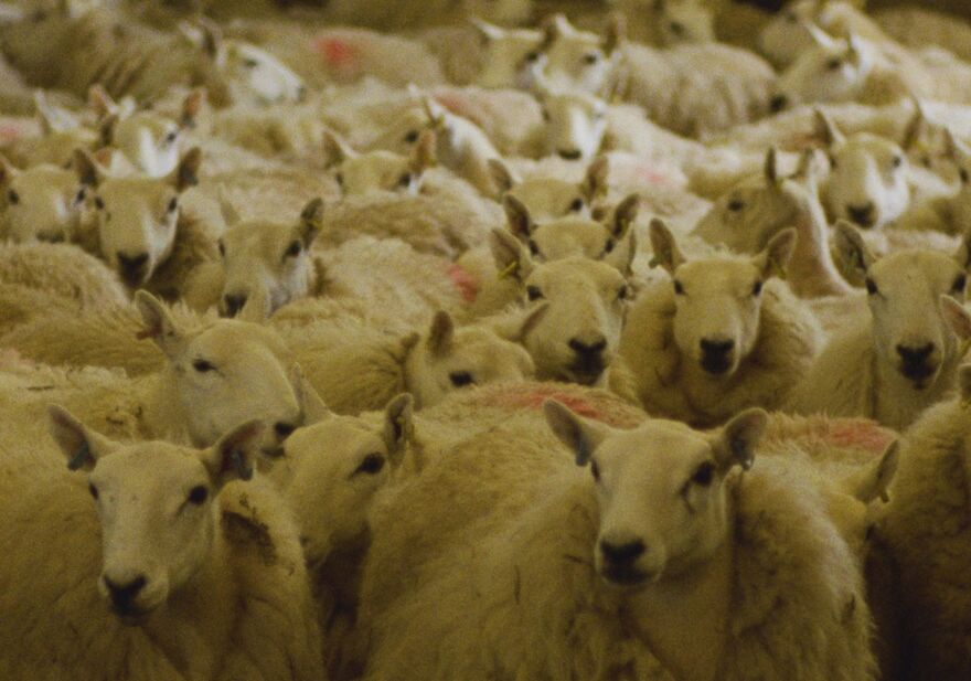 Shorn sheep