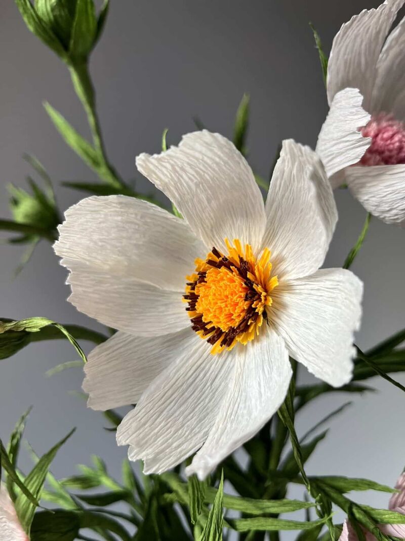 Close up of white paper cosmos flower with yellow centre