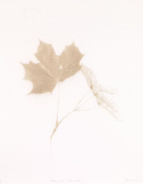 Print of sycamore leaves