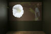 a screen in a dark gallery with a flower and a women standing looking to the camera 