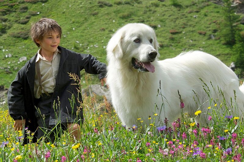 A boy and his huge golden dog in a flowery meadow.