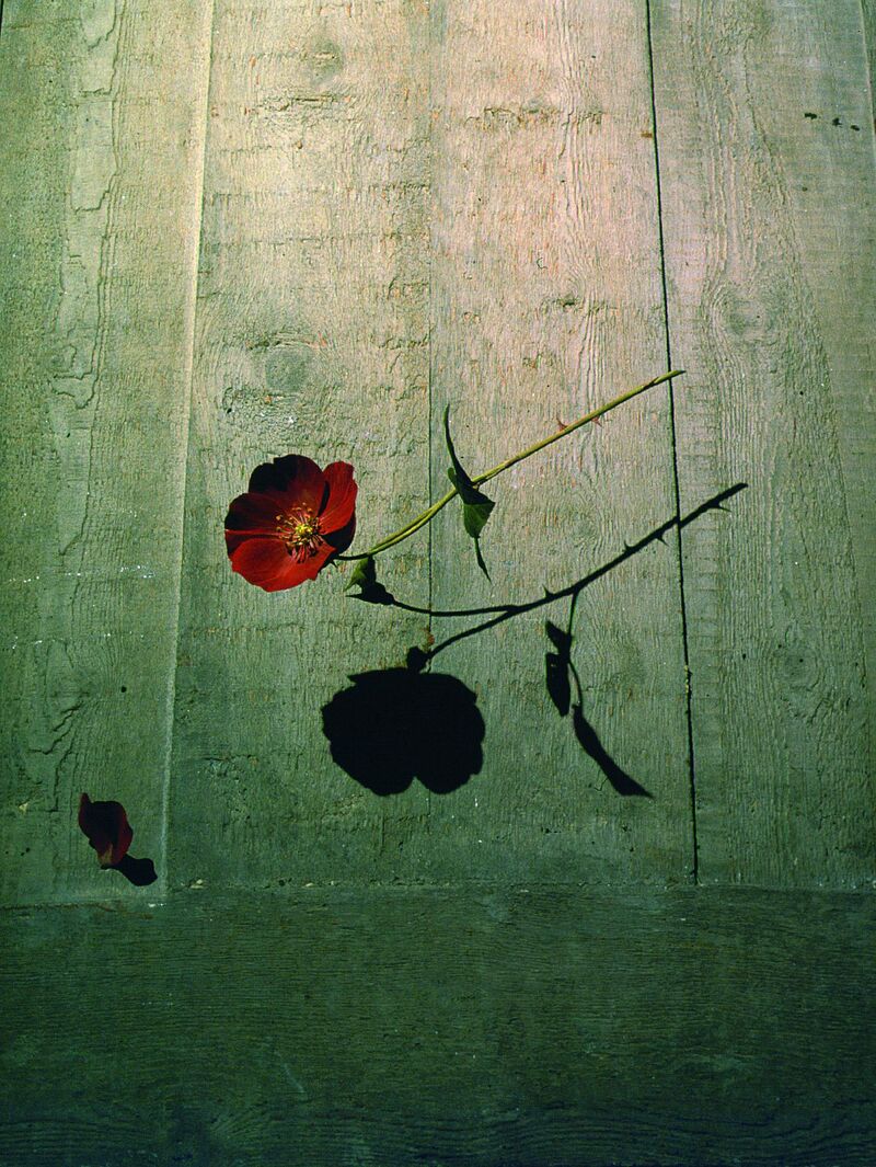 From The Eye of the Beholder - a photograph of a red poppy suspended in the air against plywood, with a black shadow cast on to the wood.