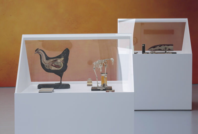 A vitrine with a glass apex is in the foreground to the left, it holds small objects reminiscent of a museum display.Another can be seen to the right, behind it. In the background we can see a bright orange painted wall. 