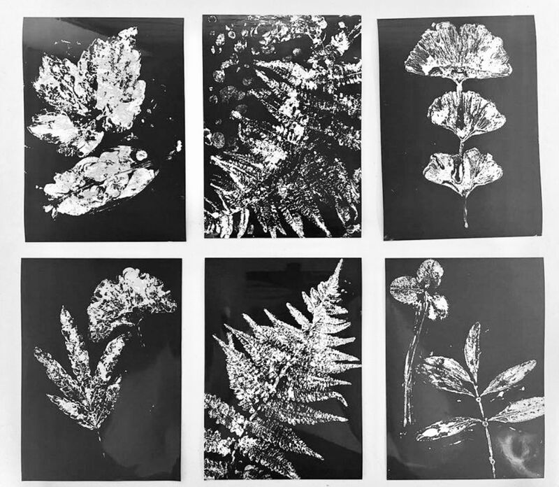 Vasograms of plants