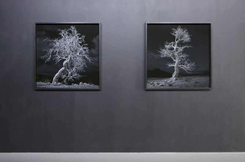 This photograph shows two black and white images of trees, installed on a grey wall in the line next to each other. They are framed and square. The trees are skeletal and white, with a black sky behind their branches. The is one tree in each image, in the centre.