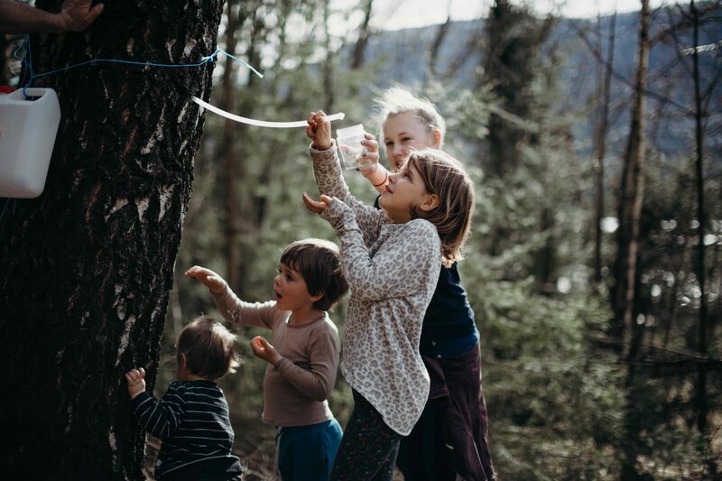 A group of children extract tree sap from a tree.