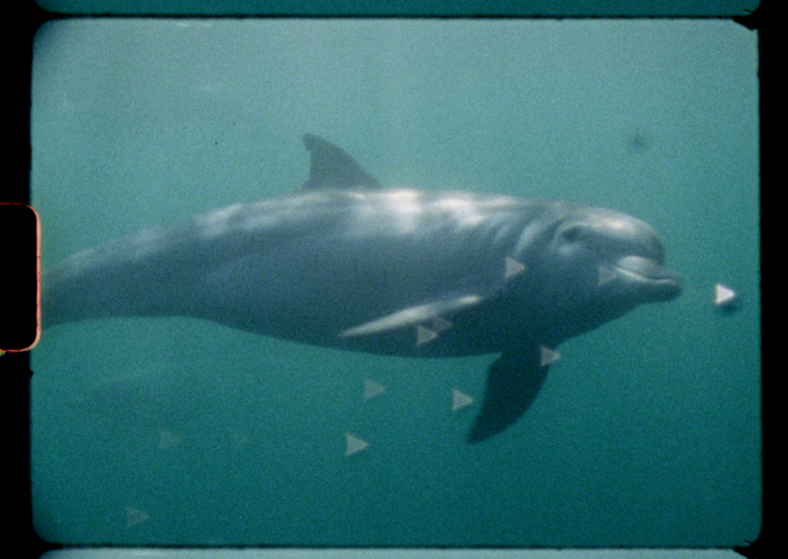 A super 8 film still of a dolphin