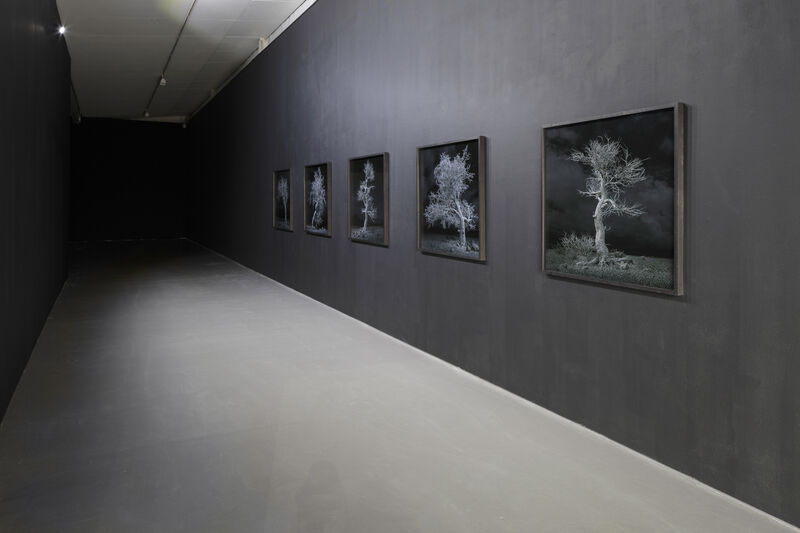 This photograph shows a series of black and white images of trees, installed on a grey wall in the line next to each other, going into the distance. The trees are skeletal and white, with a black sky behind their branches.