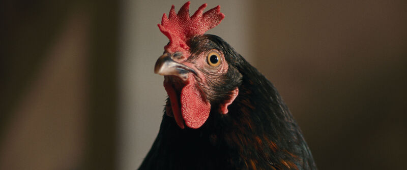 A hen 