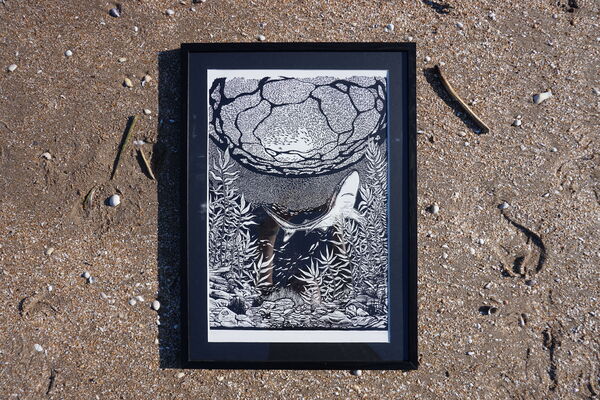 Framed print of a shark