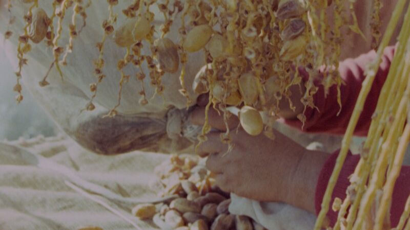 Close up of hands harvesting Dates