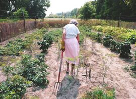 An elderly woman in a pink skirt tends a vegetable garden.