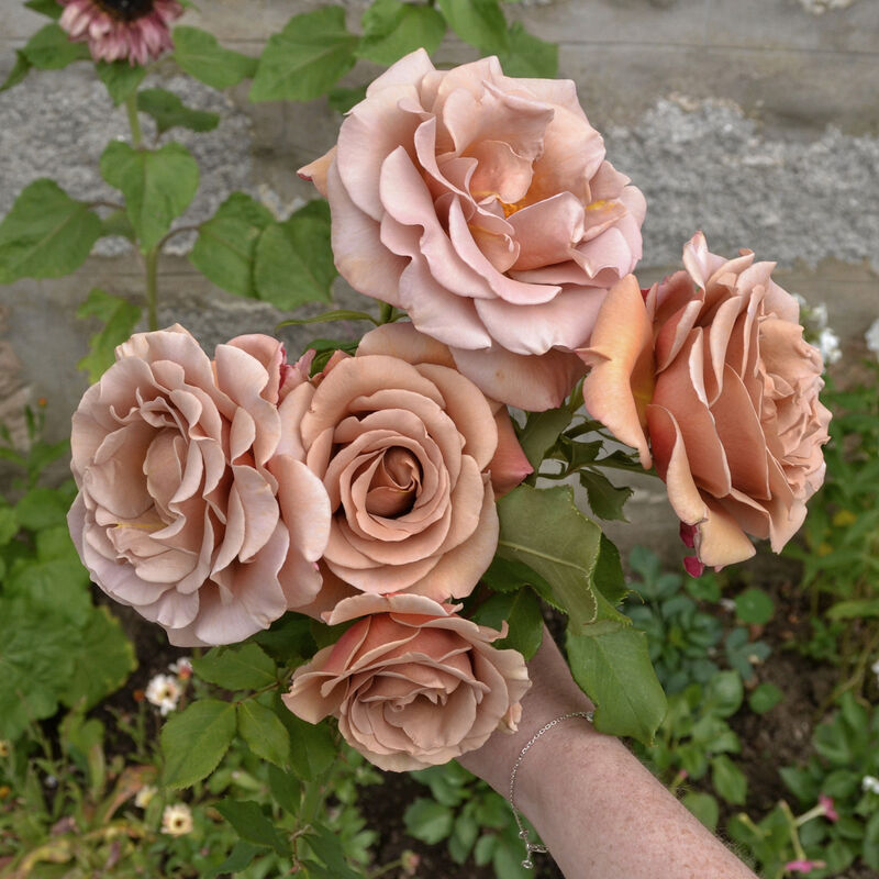 Hand holding five peach roses