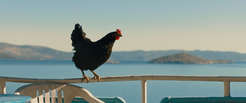 A hen balances on a fence