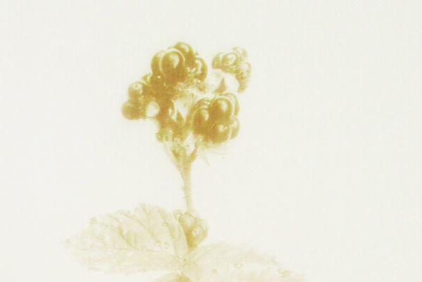 Print of brambles