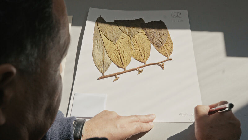An image of leaves on a piece of paper - hands are visible signing the image