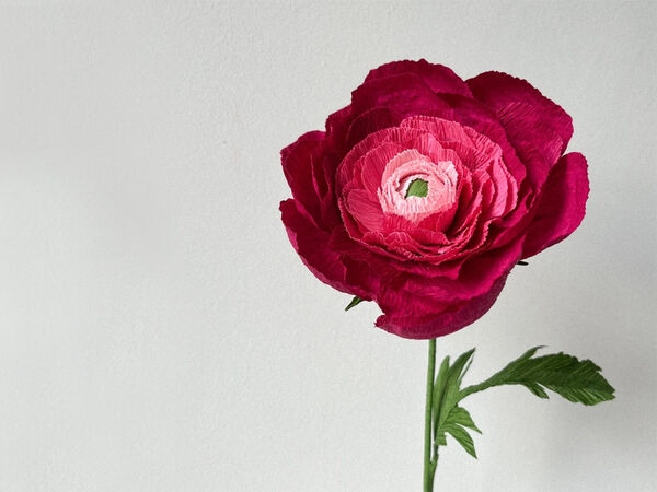 Red and pink ranunculus flower made with paper