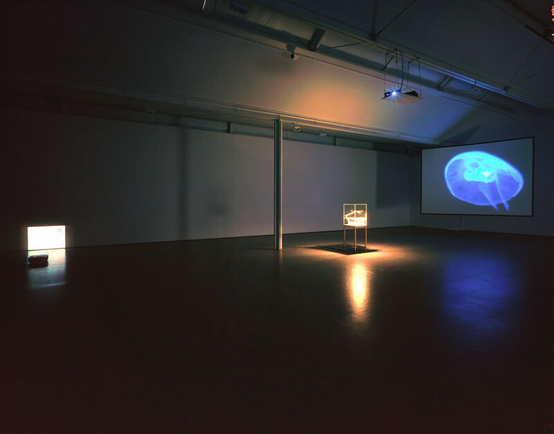 From Christine Borland's exhibition in DCA. The galleries are dark and there is a white, glass box in the middle of the floor. There is also a large projection of a blue jellyfish on the wall also.
