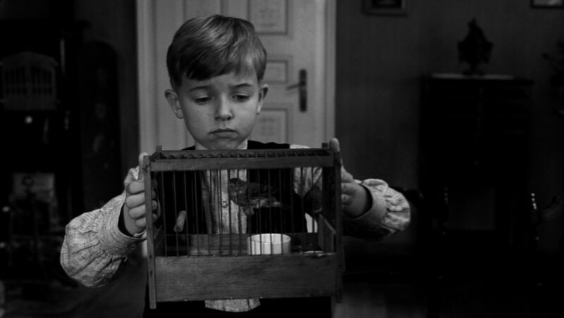 A little boy holds a cage with a small bird in it.