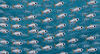 A still from the film Pond shows a shoal of fish swimming.