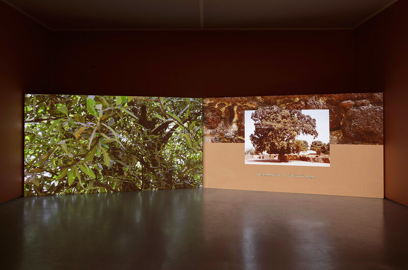 A photograph of a two channel video installation, with two screens leaned on the floor against a dark orange wall. On the right hand screen can be seen a tree and rocky landscape, and on the left a close up of a lush green leafy plant. 