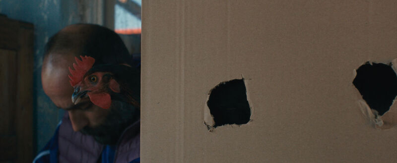 A cardboard box with holes in and a hen poking round the corner with a man's face 