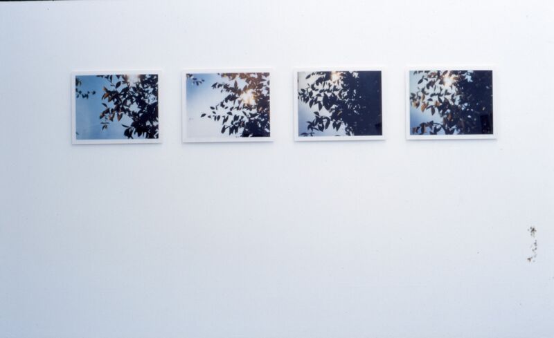 Four small photographs hang from the wall, which shows leaves, shade and sun.