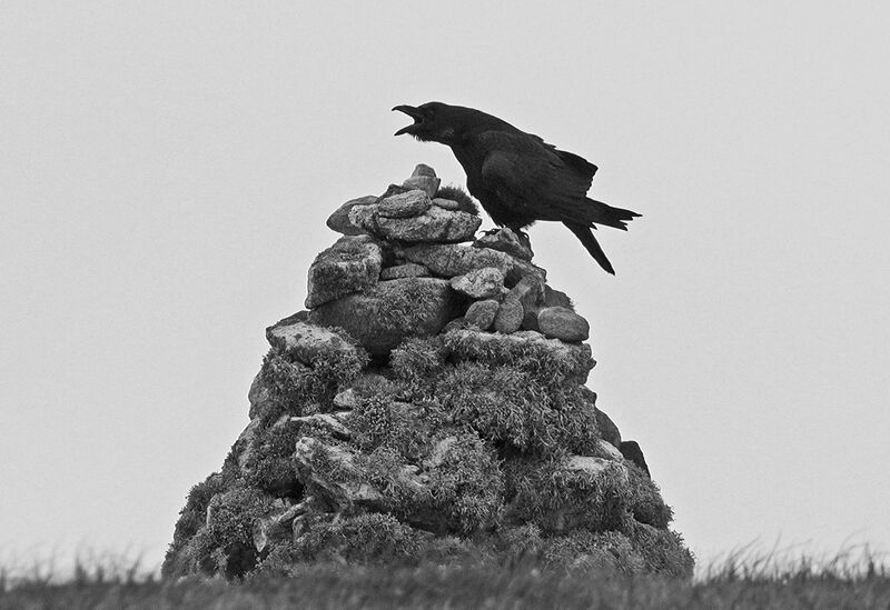 A black raven sits on a cairn 