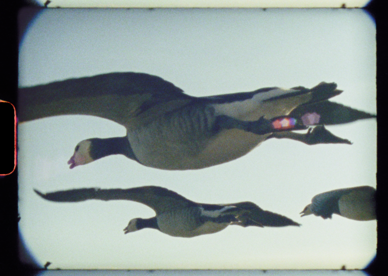 A super 8 film still of birds in flight