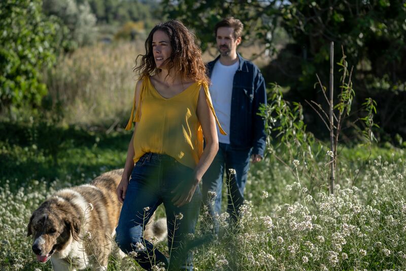 A man, a woman and a dog walk through a field on a sunny day.