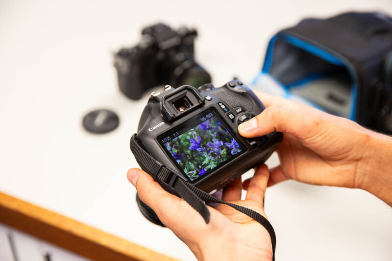 Person holding a digital camera and looking at an image of purple flowers on its screen