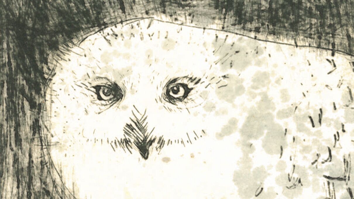 dry point etching print of an owl