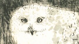 dry point etching print of an owl