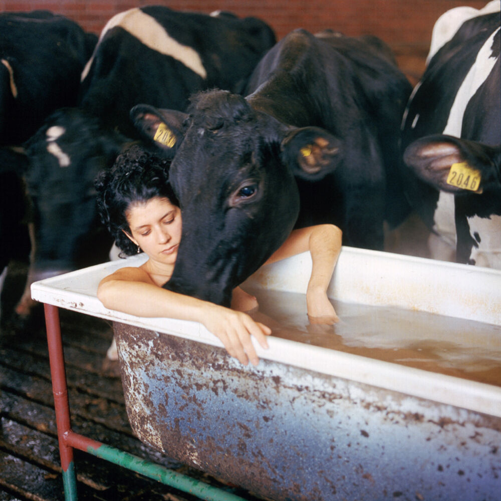 Women sitting a bathtub in a barn with cows. One cows head is nuzzling the women
