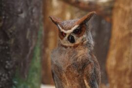 A stern owl
